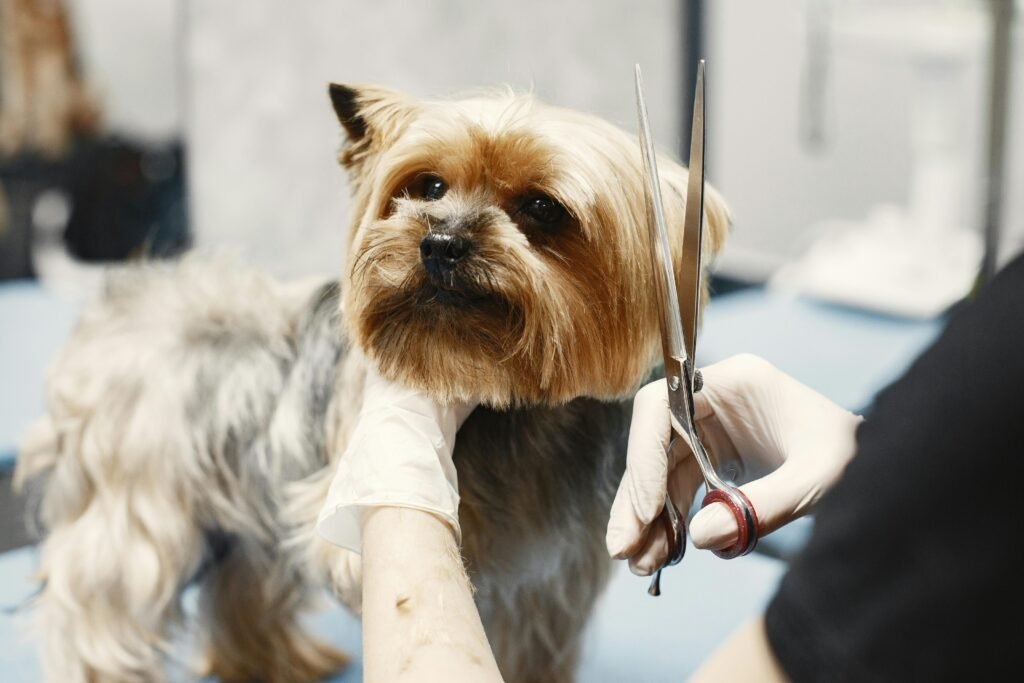 Close-up of a Yorkshire Terrier being groomed at a salon with scissors.
